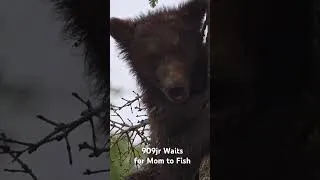 Thumbnail: Little 909jr just wants to be with mom. #katmai #brownbear #explore  #alaska #bearcub