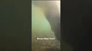 Thumbnail: What brown bear feets look like! #katmai #explore #alaska #brownbears #nature