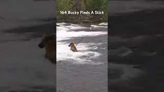 Thumbnail: He might be a wizard or something #brownbear #katmsi #katmai #fatbearweek
