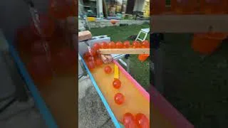 Thumbnail: Marble Run ☆ Crepe's Dragon Ball Marble Run③