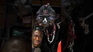 Thumbnail: They're worshipping a 2-headed calf in India?