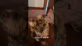 Thumbnail: When your dog loves Classical Music
