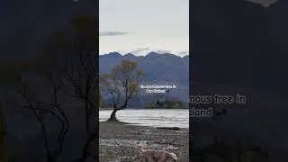 Thumbnail: Pov: the most famous tree in New Zealand 🇳🇿 #newzealand #fyp #queenstown