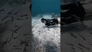 Thumbnail: in her element 🌊 #freediverlife #underwater #ocean #freediver #freediving #philippines