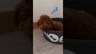 Thumbnail: Autumn mood. Falling asleep toy poodle
