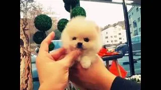 Thumbnail: The Best Gift: MICRO POMERANIAN MALE 💙 🌹