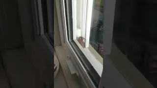 Thumbnail: Little bird hiding from the wind on Halloween (UK)
