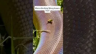 Thumbnail: Grasshopper Riding Snake