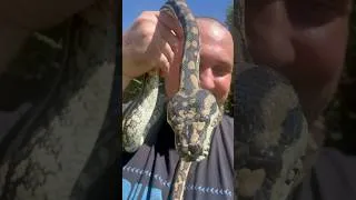Thumbnail: Smilie - Coastal Carpet Python