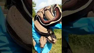 Thumbnail: True Red-Tailed Boa: Tudehope Line Striped Tail Suriname Boa Constrictor
