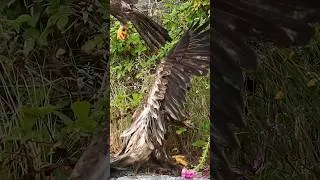Thumbnail: Eagle Slides Right into the Bushes