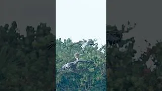 Thumbnail: Hungry Pelican Steals Fish from Osprey - Kleptoparasite