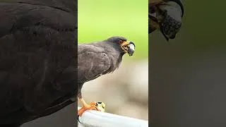 Thumbnail: Snail Kite Enjoying its Snail - Not Gary.