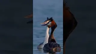 Thumbnail: Dancing Grebes?? Who Can Complain?