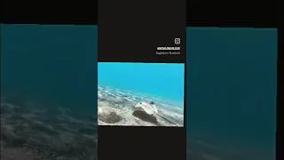 Thumbnail: stingray zakyntos kalamaki beach #greece #travel #beach #zakynthos #stingray #kalamaki #laganas