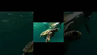 Thumbnail: swimming with caretta caretta zakyntos #greece #travel #beach #laganas#seaturtles #zante