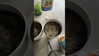 Thumbnail: Pretty Front Porch Planters!  #garden #gardeninglife