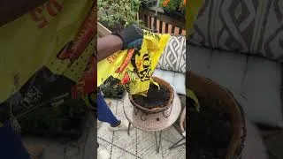 Thumbnail: Deck Garden Transformation in Minutes #gardening #beforeandafter #diy
