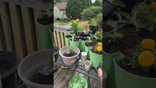 Thumbnail: My deck garden transformation continues #gardening #containergarden #diy