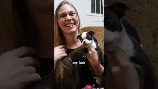 Thumbnail: Tux Our Boston Terrier as a Puppy