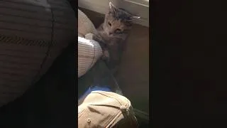 Thumbnail: Babs is so very graceful.😹🙀😻 #catvideos #kitten #cat