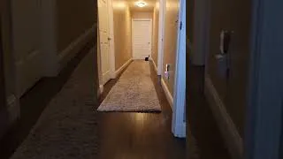 Thumbnail: Playing fetch makes Petey bonkers. #cat #fetch #catvideos #kitten