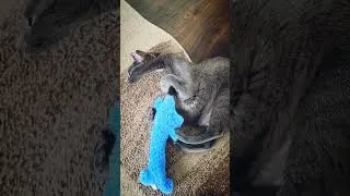 Thumbnail: My little goofy Petey. #crazycat #catnip #catvideos #kitten
