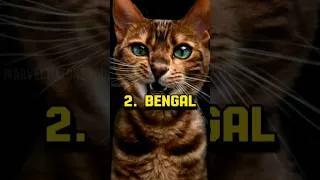 Thumbnail: Top 5 Smartest Cats In The World #shorts #top