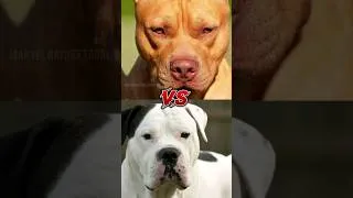 Thumbnail: Pitbull VS Bulldog (Top 5 Comparisons) #shorts #top #vs