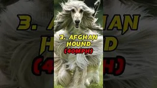 Thumbnail: Top 5 Fastest Dog Breeds In The World #shorts #top
