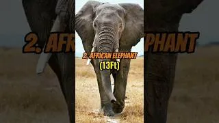 Thumbnail: Top 5 Tallest Animals In The World #shorts #top