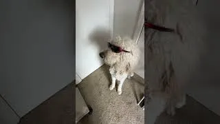 Thumbnail: Bear vs Judah (Sunglasses) #dog #dogs #sunglasses