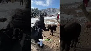 Thumbnail: Alpaca world in South Korea 🇰🇷 #southkorea #southkoreatrip #alpacaworld #shorts #vlog