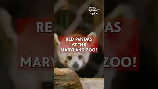 Thumbnail: Red Pandas Have Arrived at the Maryland Zoo! 🐼 #redpanda #redpandas  #MarylandZoo
