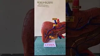 Thumbnail: liver 3D model #diyproject #scienceeducation #liver #3dmodeling #ytshorts #shortvideo  #sciencecraft