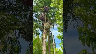 Thumbnail: "I’ve never seen a tree with this many fruits! #logging #chainsaw #strangefruit #treefelling #shorts
