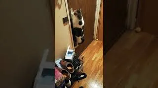 Thumbnail: Cat opens door EPIC JUMP