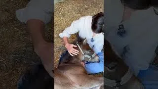 Thumbnail: My first ever foal out of my own stallion… I’m in love ❤️