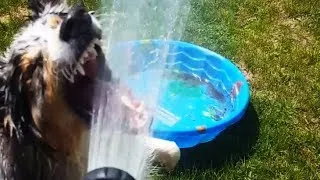 Thumbnail: Crazy Dog Likes Hose