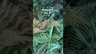 Thumbnail: #gardentour west side of the terrace highlights #gardeninguk