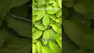 Thumbnail: #gardentour quick tour of the garden day 4 of the heat wave 🔥Seeing how things are bearing up 🥵
