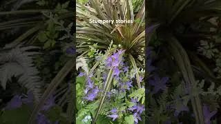 Thumbnail: June highlights in my stumpy at the bottom of my English walled garden 🪴 #ukgardens #loveyourgarden