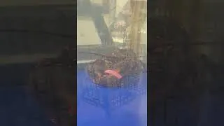 Thumbnail: The Loneliest Lobster in The Tank
