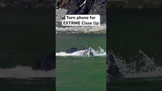 Thumbnail: EXTREME Close Up of a Whale Bubble Feeding 🐋