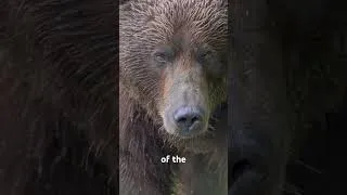 Thumbnail: Extreme Closeup Image of a Brown Bear’s eyes 🐻👀