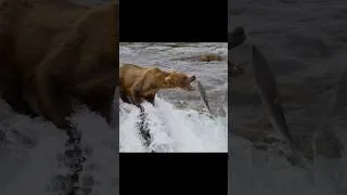 Thumbnail: Brown Bear desperate for a fish!