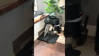 Thumbnail: Real Cat Test of Concealed Cat Litter Box