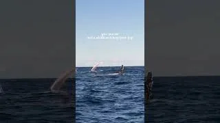 Thumbnail: The perfect date 💙🐋