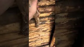 Thumbnail: A cozy cabin in the wild woods. #bushcraft #campfire #survival #survivalskills #camp #cooking