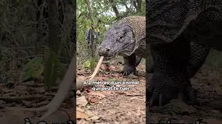 Thumbnail: On était à 2 mètres. Sans barrière. 🦎